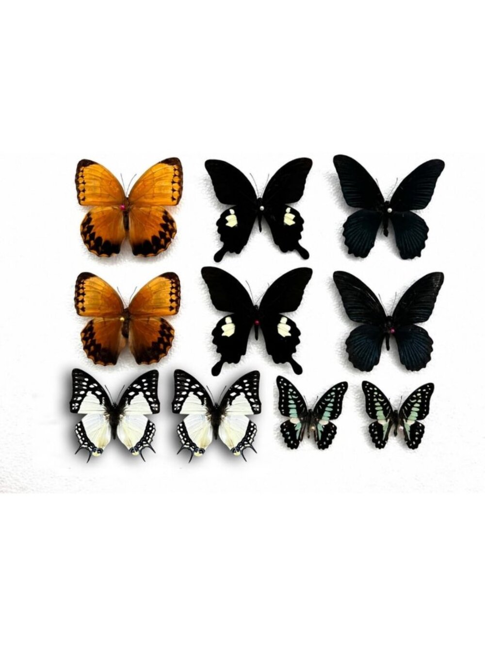 10 Real Butterfly Specimens - Unmounted Open Wings Taxidermy Insects Collection
